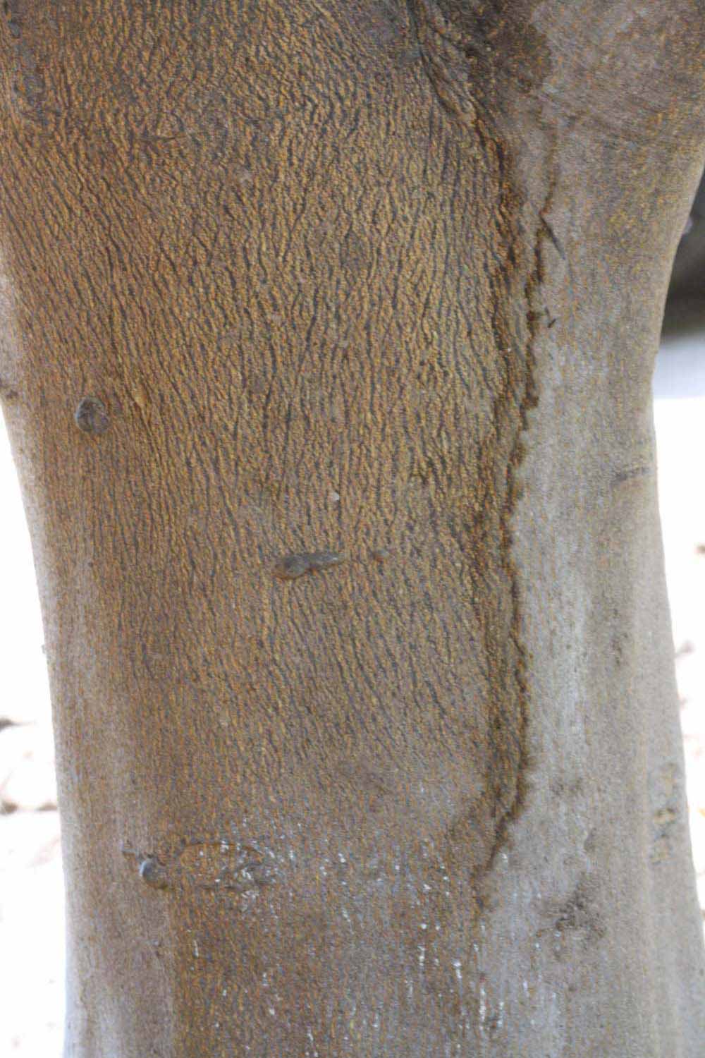            Bark (Riverside, CA)   